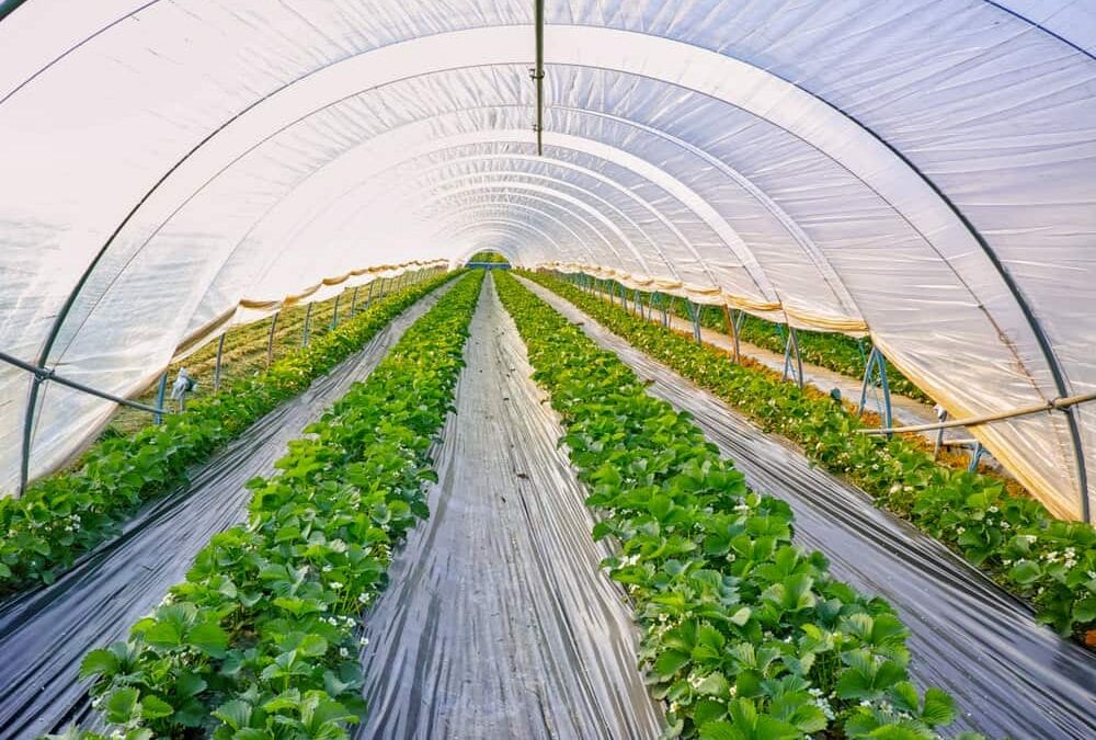 Polyethylene Greenhouse Covering: Pros and Cons